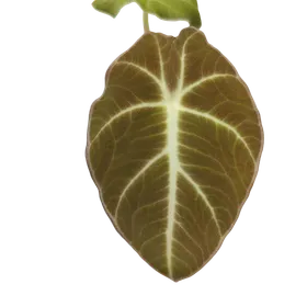Baby Alocasia reginula 'Black Velvet'